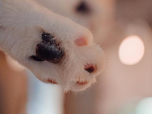 猫咖里的布偶和美短