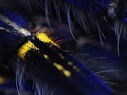 风景/家具/动物/食物