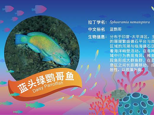 海底世界---生物展示灯箱片(个人主页-ZNDU1NjI1NzI=) - 海报 - 站酷设计师周一_Zoe原创素材 - 站酷ZCOOL