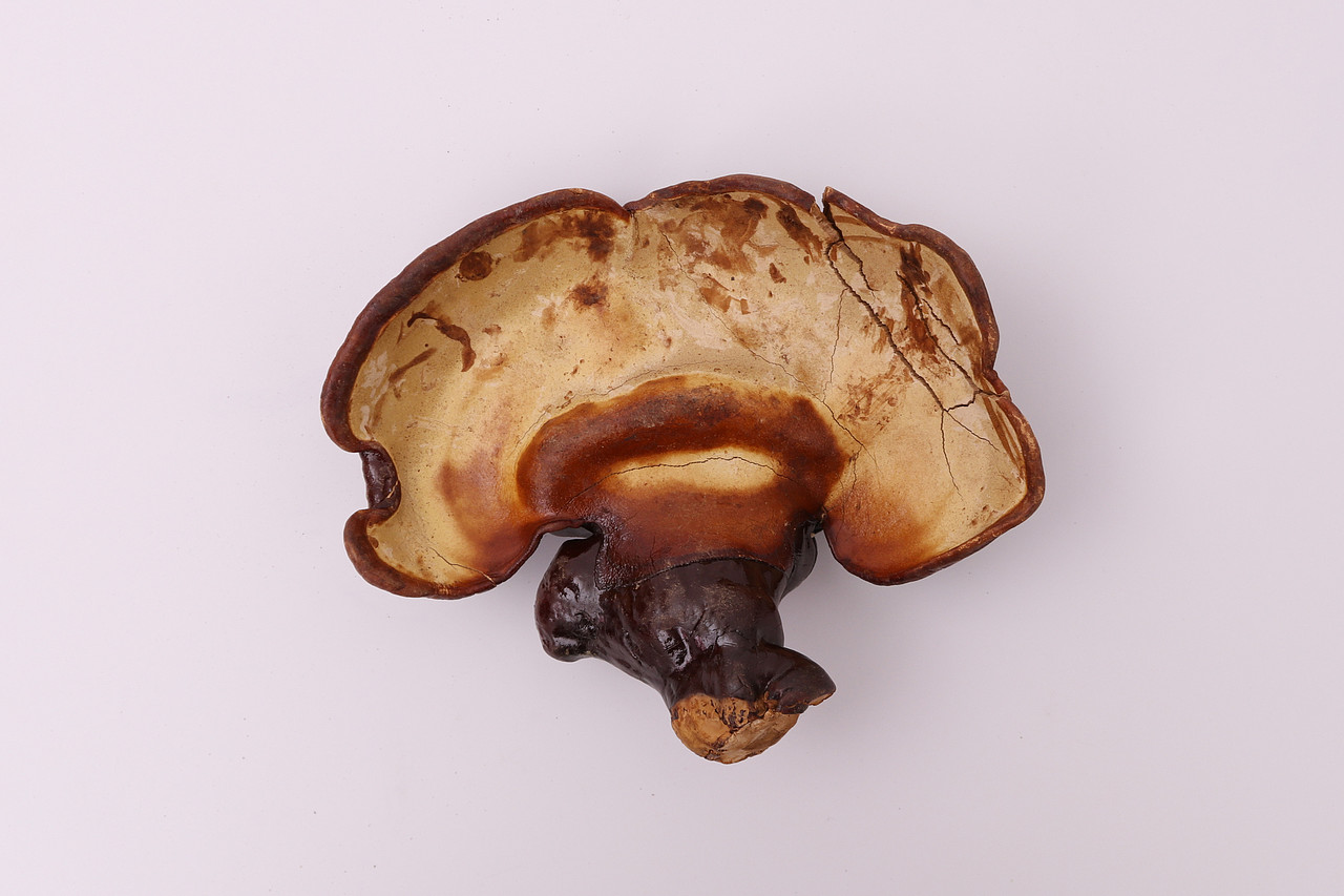 B03传统滋补品\C01-农产滋补品\V10灵芝X1-QM