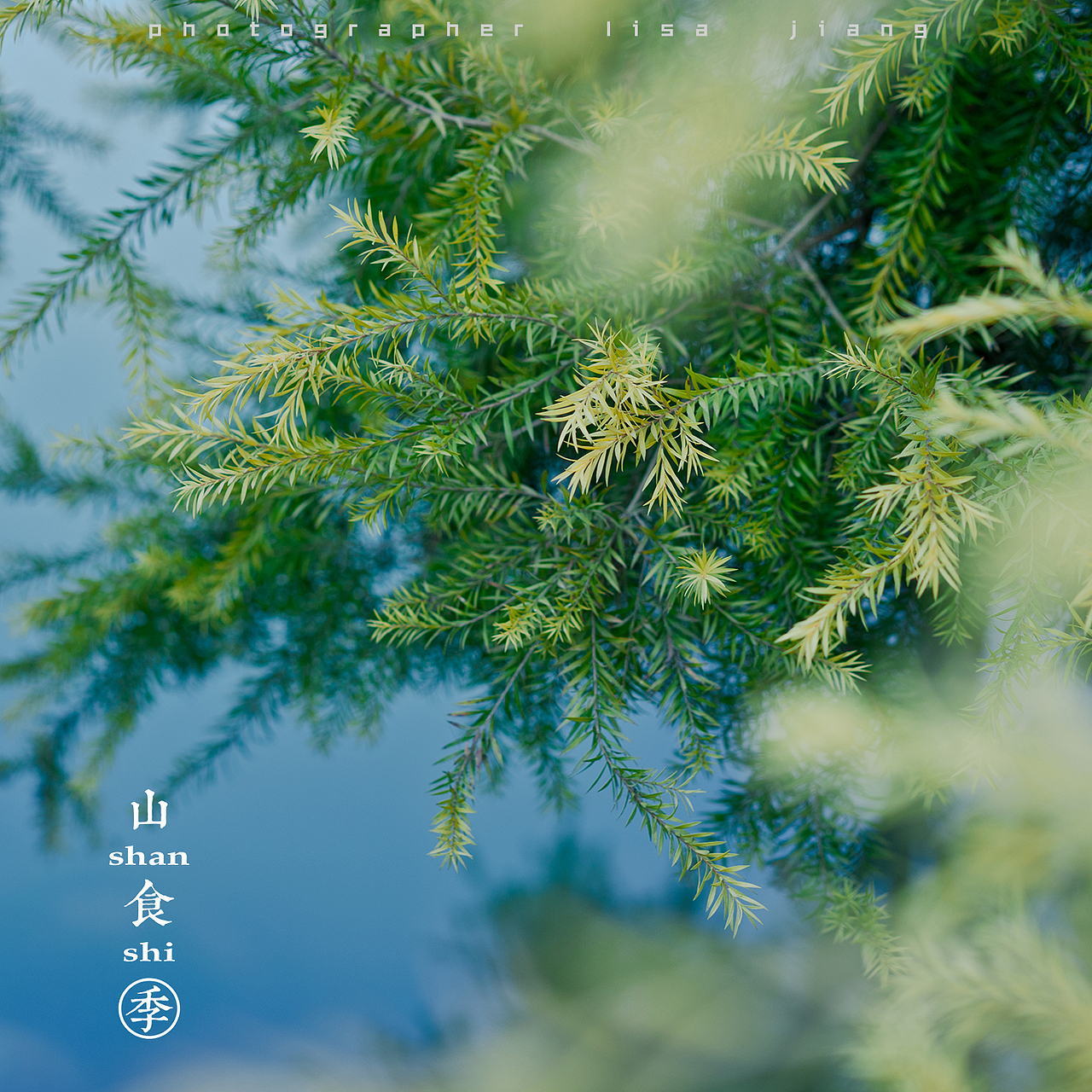 小品四季（图ZMTA4NTgyNjE2） - 产品摄影 - 站酷设计师挲lisa原创素材 - 站酷ZCOOL