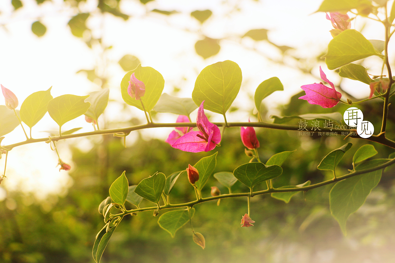 边走边看...鼓浪屿...再见