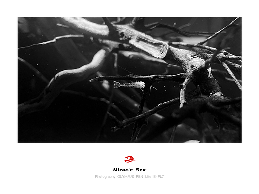 【 Miracle Sea 】一只小虾&一段杜鹃枝桠 #黑白照片(个人主页-ZNTYyMzU1NDQ=) - 人文/纪实摄影 - 站酷设计师奇迹之海摄影原创素材 - 站酷ZCOOL