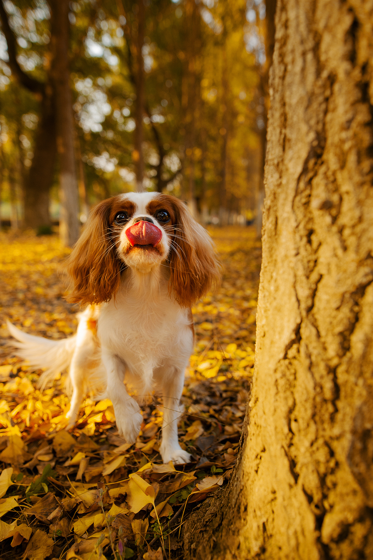 查理王小猎犬Flora，应季的银杏【均木纪实宠物摄影】（图ZMjM1NDM1MDEy） - 宠物摄影 - 站酷设计师均木纪实宠物摄影原创素材 - 站酷ZCOOL
