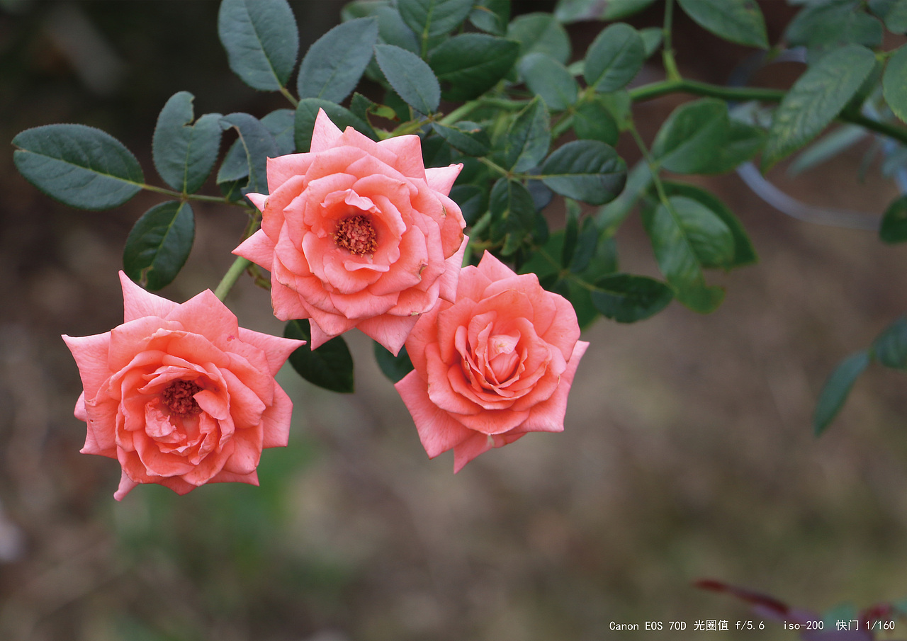 花（图ZMTMxOTAyMDEy） - 产品摄影 - 站酷设计师Georgia孙原创素材 - 站酷ZCOOL