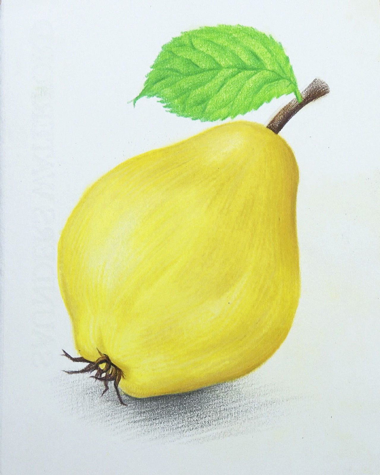 教你如何用彩铅快速画出一个梨子 你会了吗?