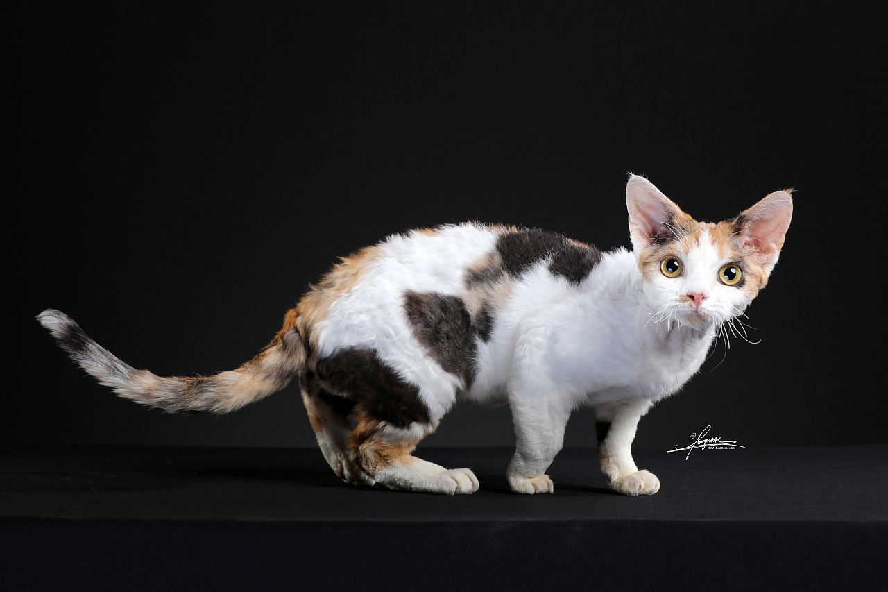 德文卷毛猫|摄影|宠物摄影|amyworks赛猫摄影 - 原