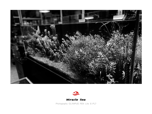 【 Miracle Sea 】水草缸造景 #黑白照片(个人主页-ZNTYyMzUzMTY=) - 人文/纪实摄影 - 站酷设计师奇迹之海摄影原创素材 - 站酷ZCOOL