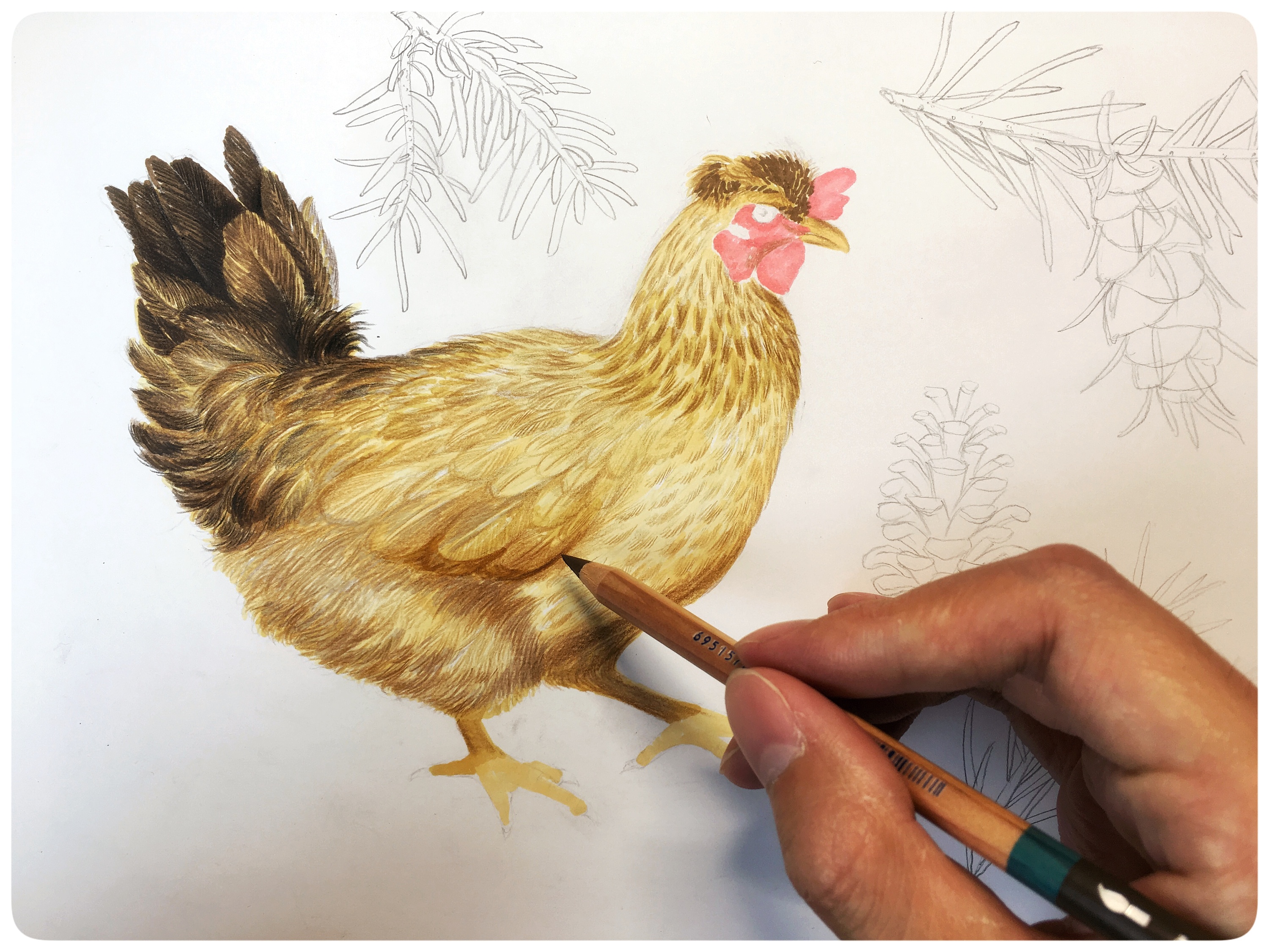 写实手绘鸡蛋包装插画