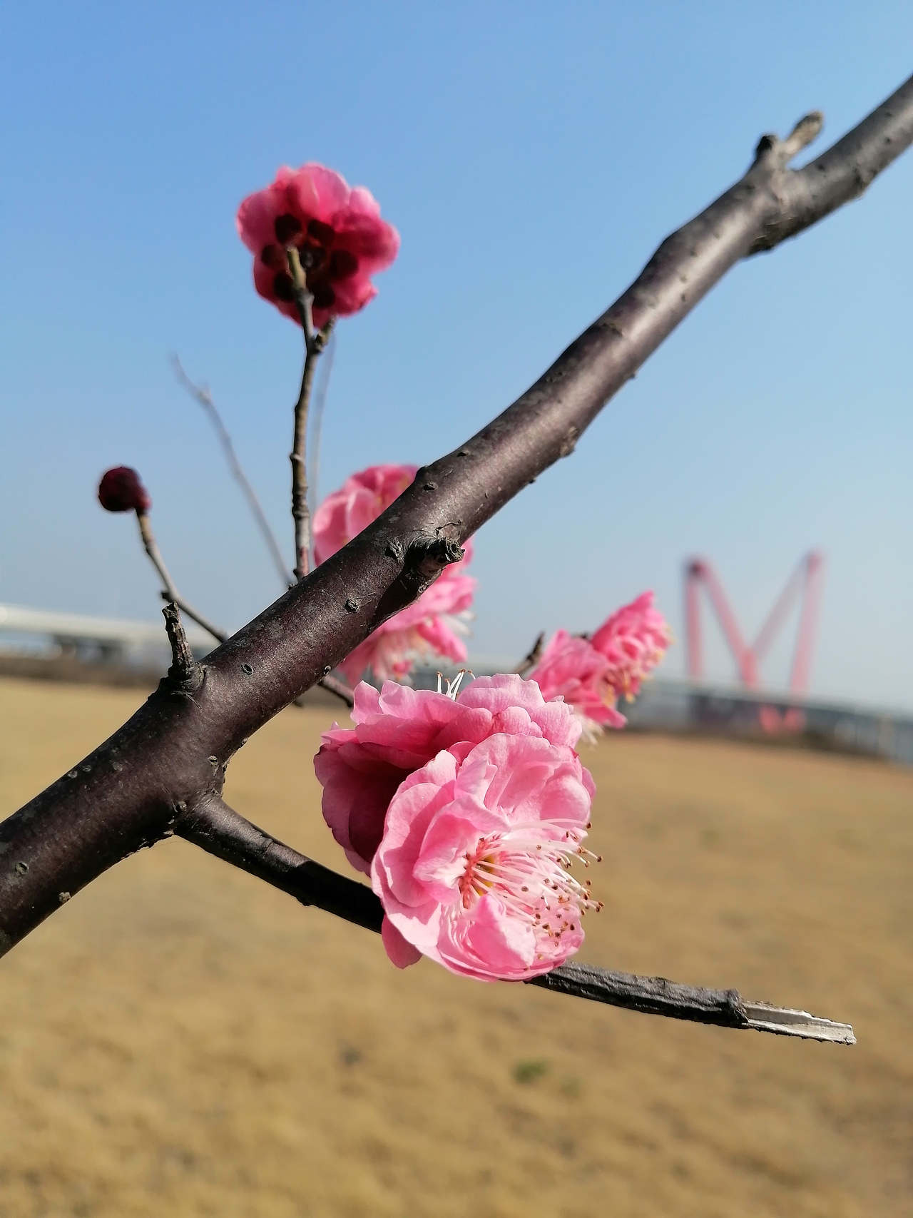 灼灼早春梅，东南枝最早（图ZMTk1Nzk1MjUy） - 风光摄影 - 站酷设计师Z86709139原创素材 - 站酷ZCOOL