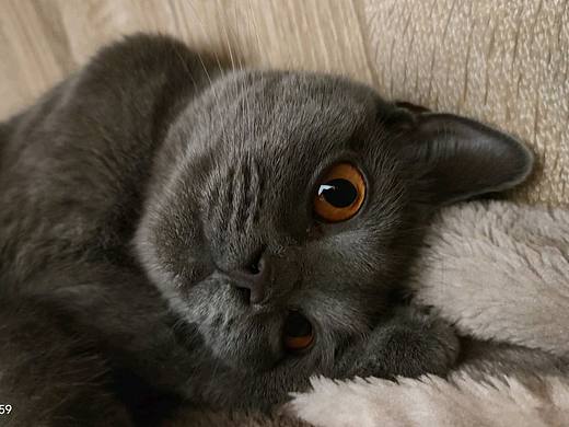 照顾小猫的猫妈妈