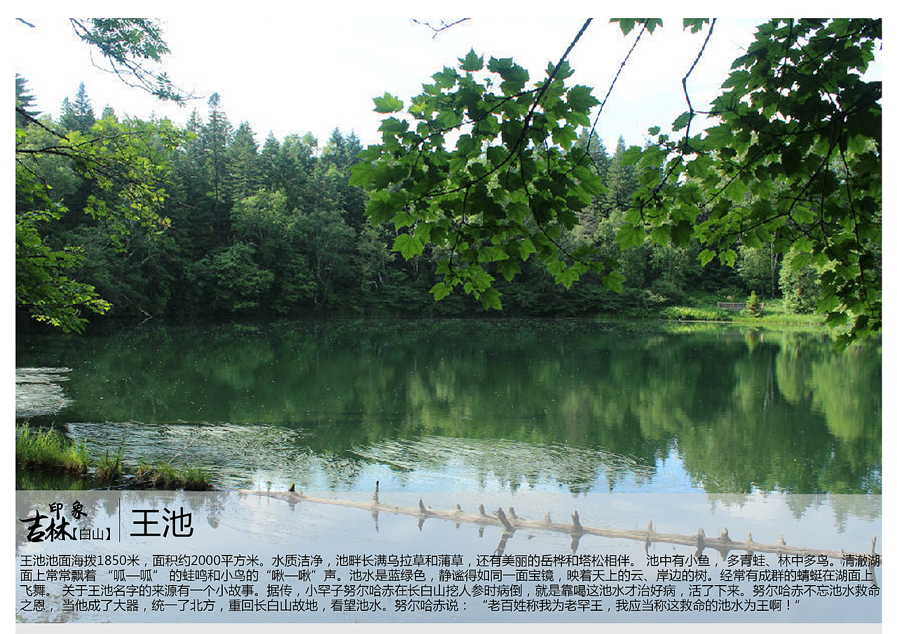 王池池面海拨1850米,面积约2000平方米。水质洁净,池畔长满乌拉草和蒲草,还有美丽的岳桦和塔松相伴。 池中有小鱼, 多青蛙、林中多鸟。清澈湖面上常常飘着 “呱—呱” 的蛙鸣和小鸟的“啾—啾”声。池水是蓝绿色,静谧得如同一面宝镜,映着天上的云、岸边的树。经常有成群的蜻蜓在湖面上飞舞。 关于王池名字的来源有一个小故事。据传,小罕子努尔哈赤在长白山挖人参时病倒,就是靠喝这池水才治好病,活了下来。努尔哈赤不忘池水救命之恩, 当他成了大器,统一了北方,重回长白山故地,看望池水。努尔哈赤说: “老百姓称我为老罕王,我应当称这救命的池水为王啊!”