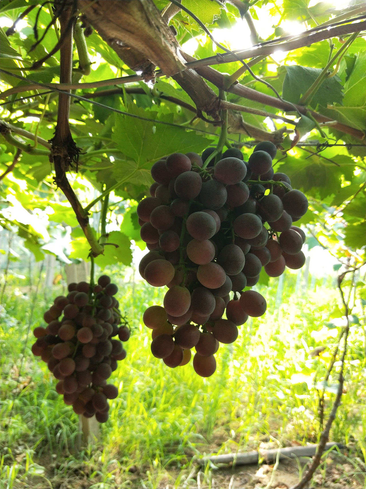 手机拍家里的葡萄