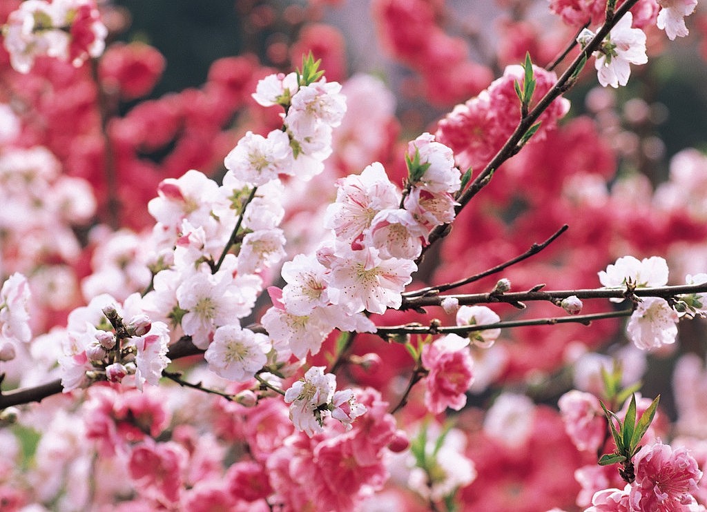 春花绚烂-夏天就这样悄悄地来了 也不管我想不想晒太阳