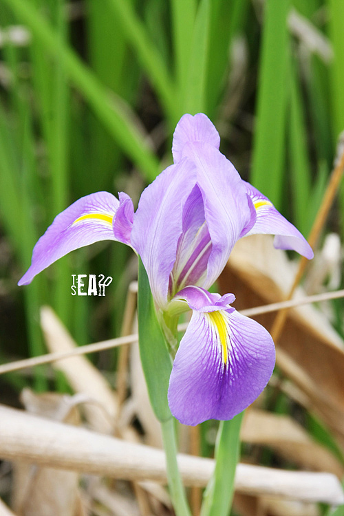 那些年拍过的花儿