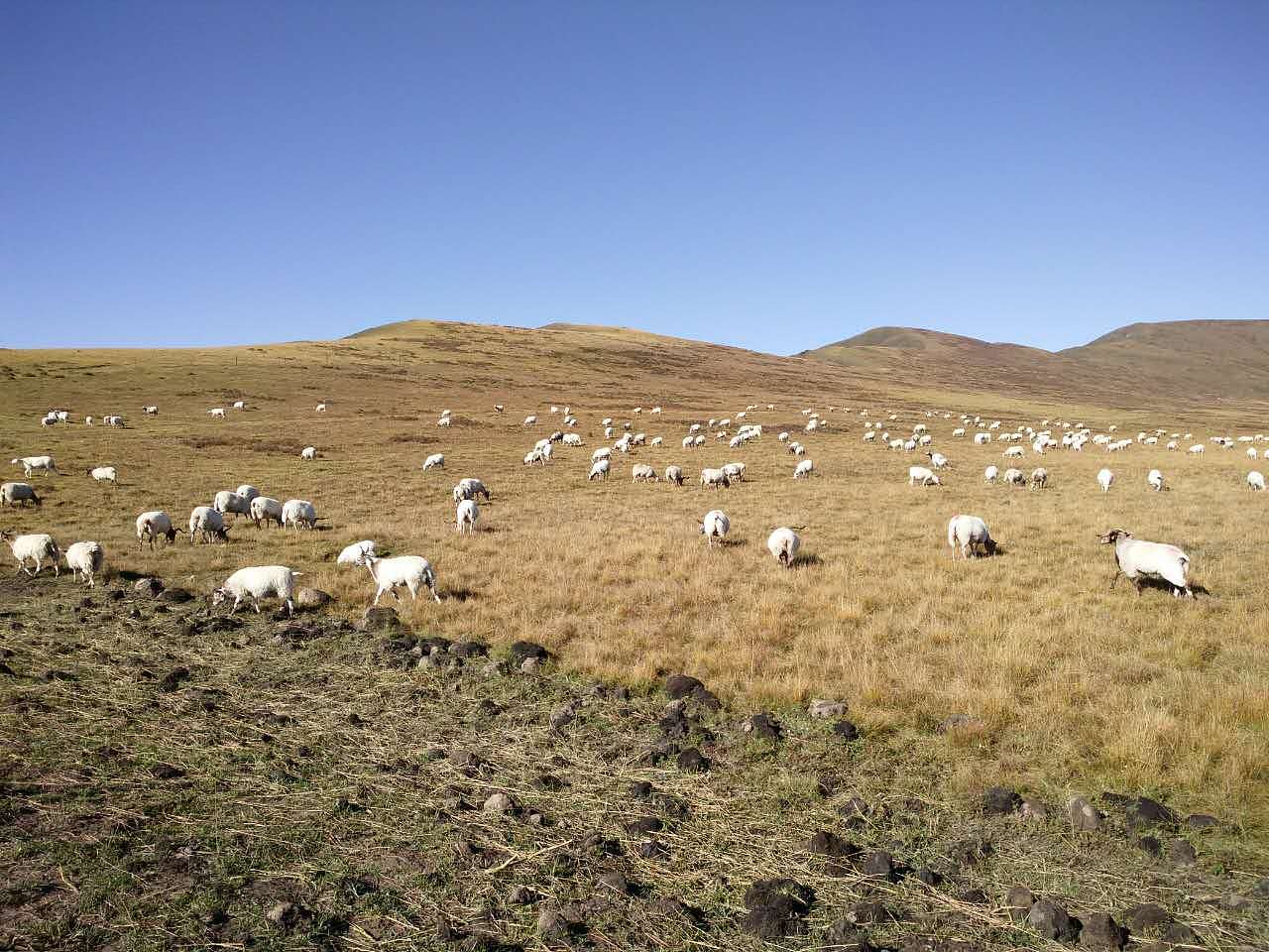 大美川西，康定、甘孜、雅安、汶川、若尔盖高原草原、红原黄河第一湾，全手机拍摄！（图ZNjg5NDMyNjQ=） - 风光摄影 - 站酷设计师tclicoo原创素材 - 站酷ZCOOL