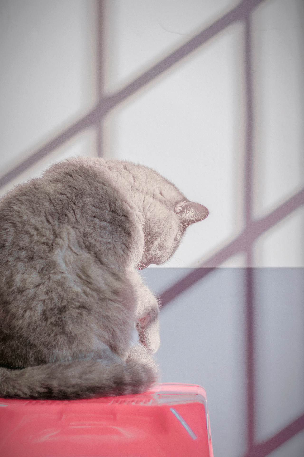 猫（图ZMzMwMTA4NTA4） - 宠物摄影 - 站酷设计师啊莫是啊莫啦原创素材 - 站酷ZCOOL