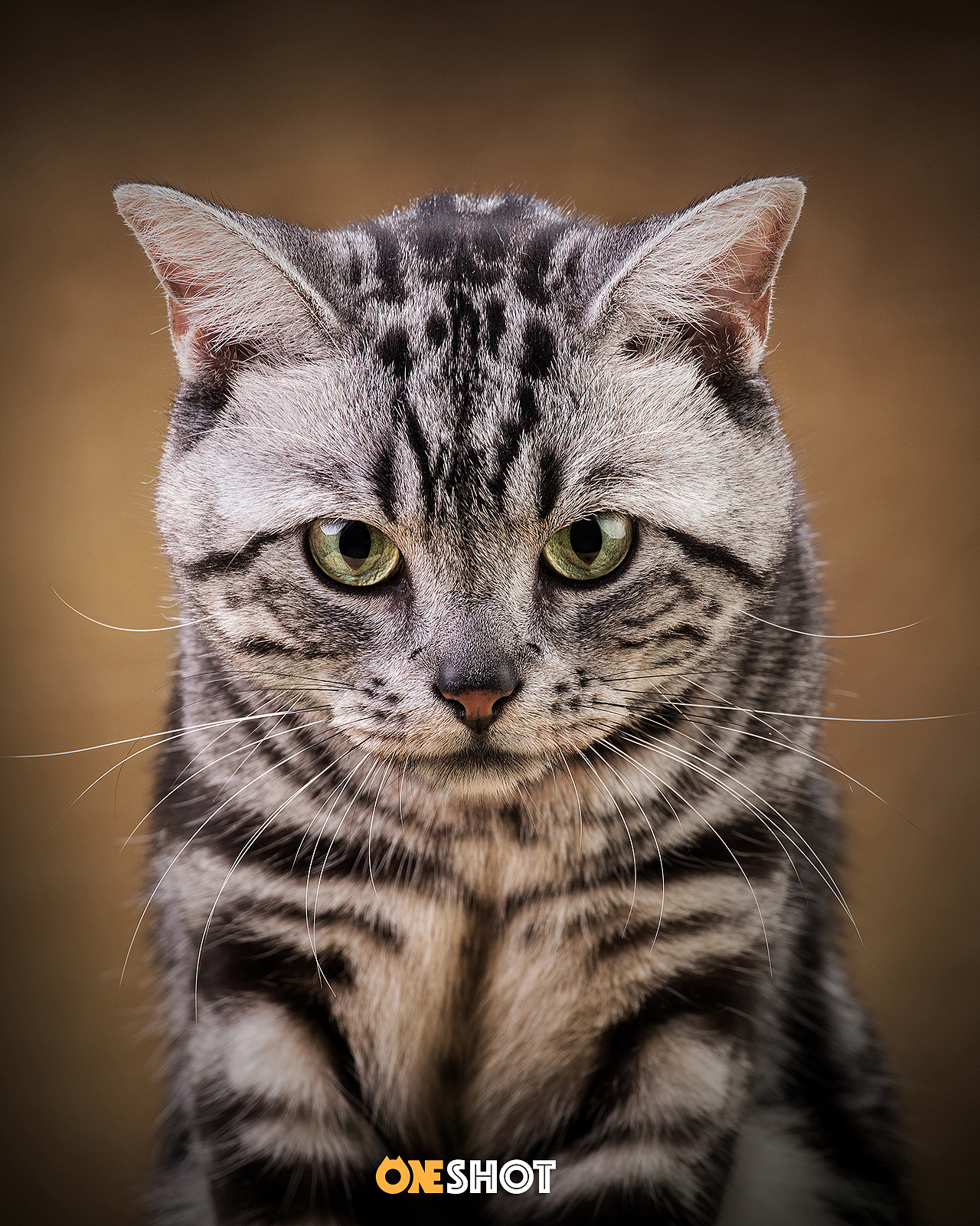 一些宠物棚拍肖像