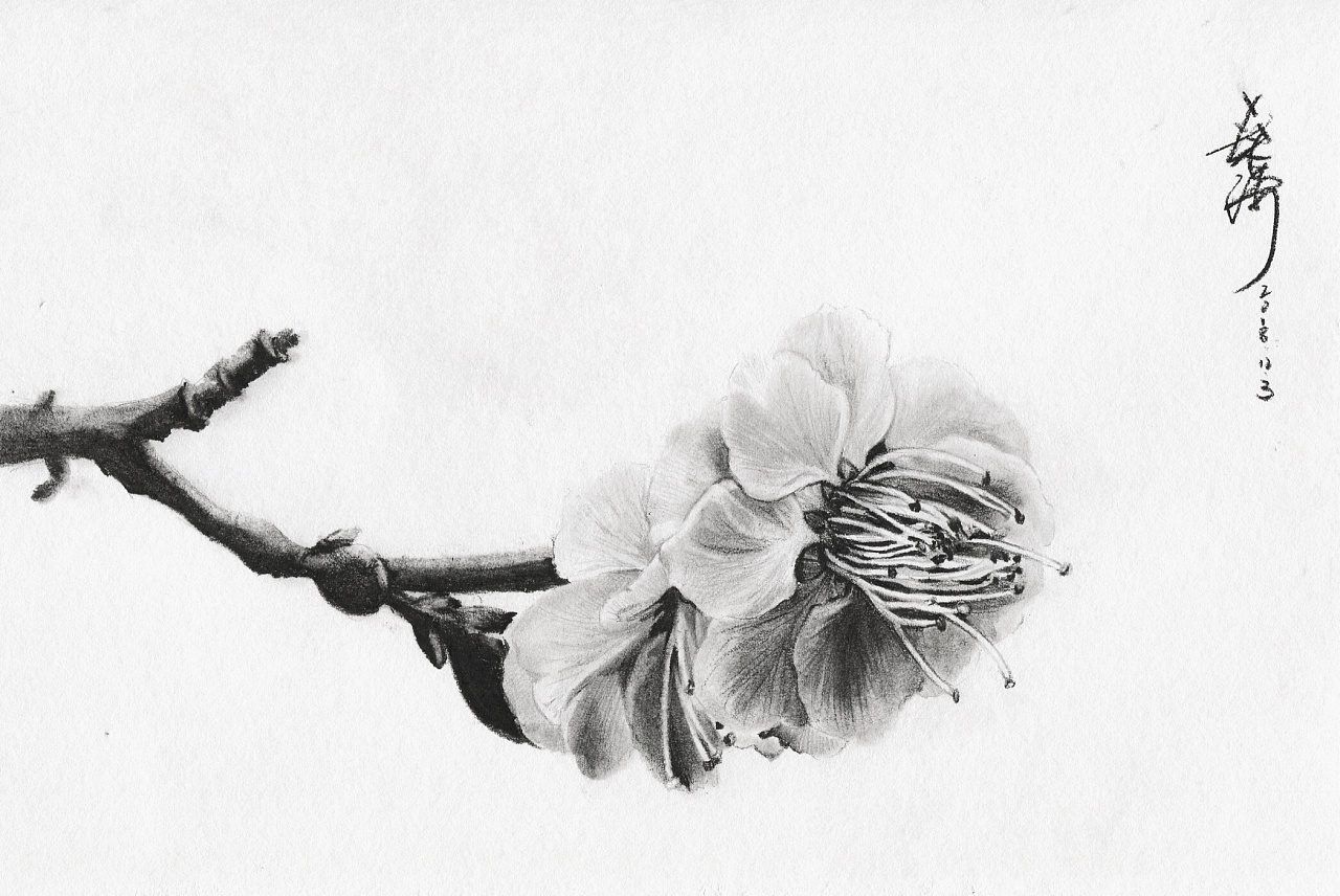 素描梅花树图片