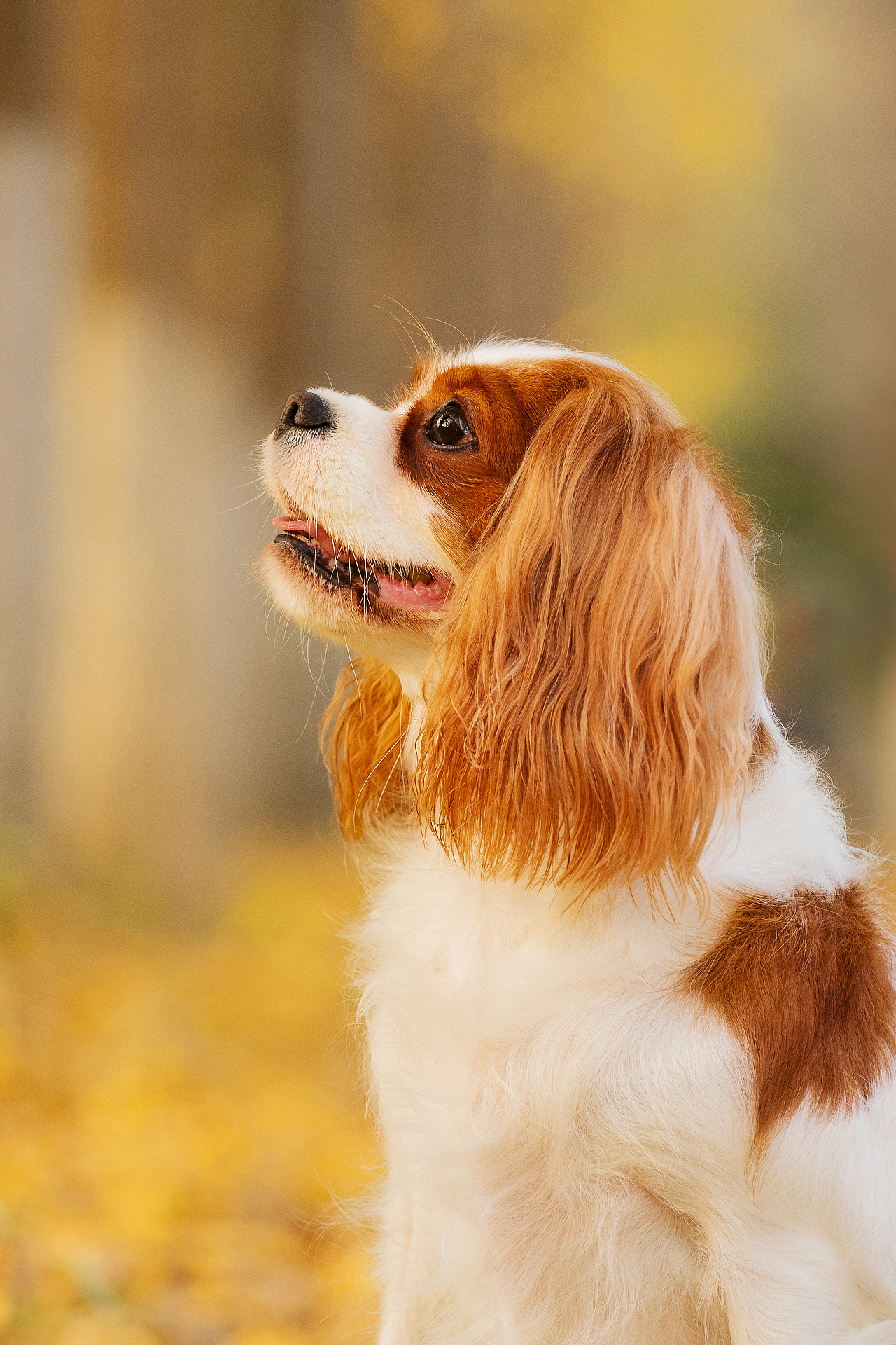 查理王小猎犬flora,应季的银杏【均木纪实宠物摄影】