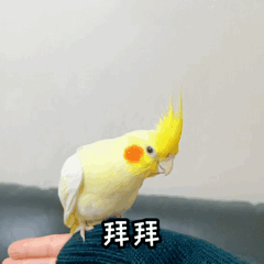 玄凤鹦鹉微信表情包 《波炮第一弹》上线啦~（图ZMjU5OTk5ODg4） - 网络表情 - 站酷设计师眼袋兔原创素材 - 站酷ZCOOL