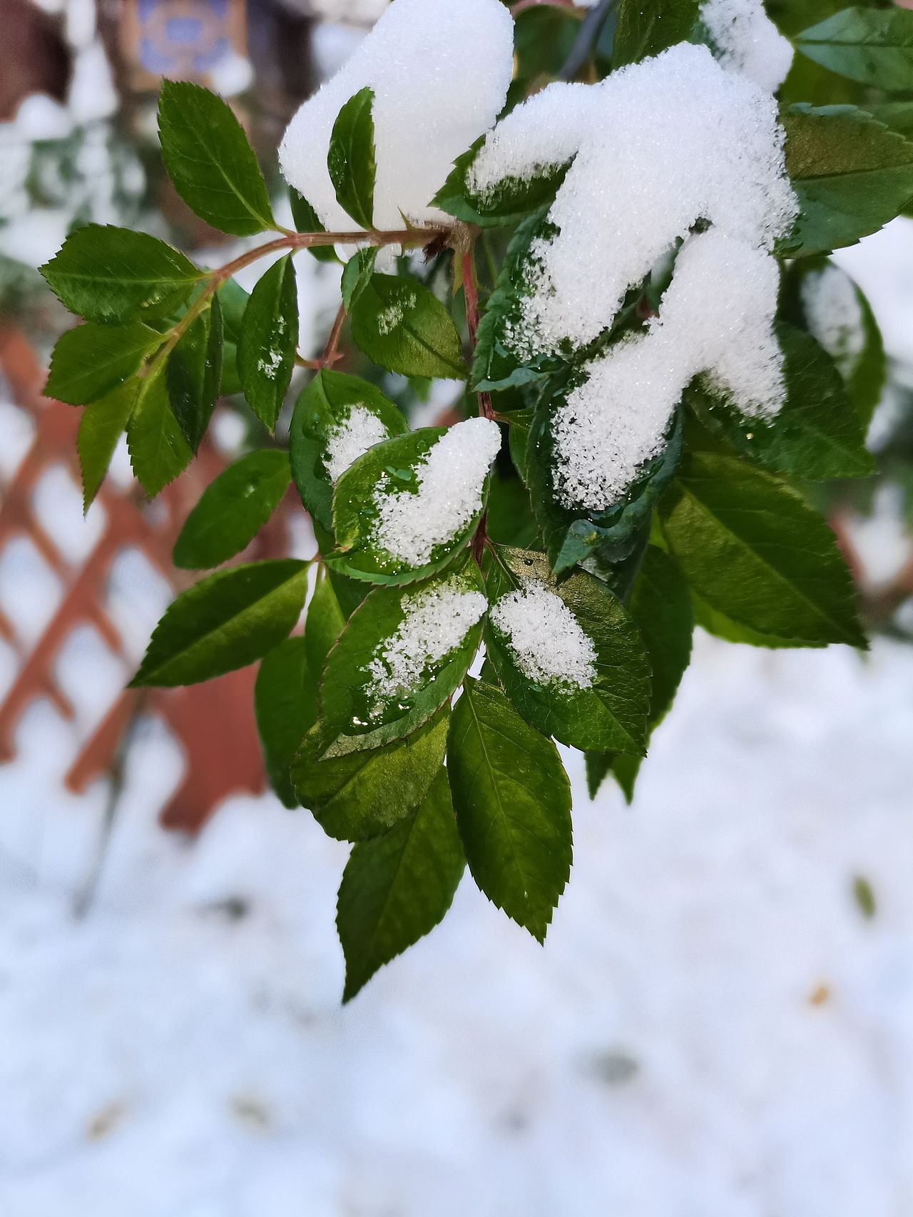 我的家乡下雪啦