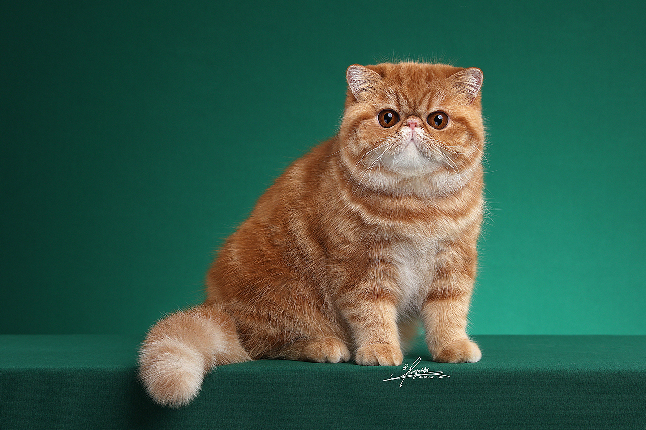 加菲猫_amyworks赛猫摄影-站酷zcool