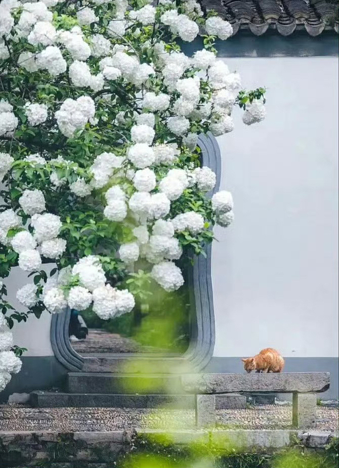 纵使流年霜雪覆,颜未改,魅仍浓。