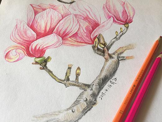 玉兰花