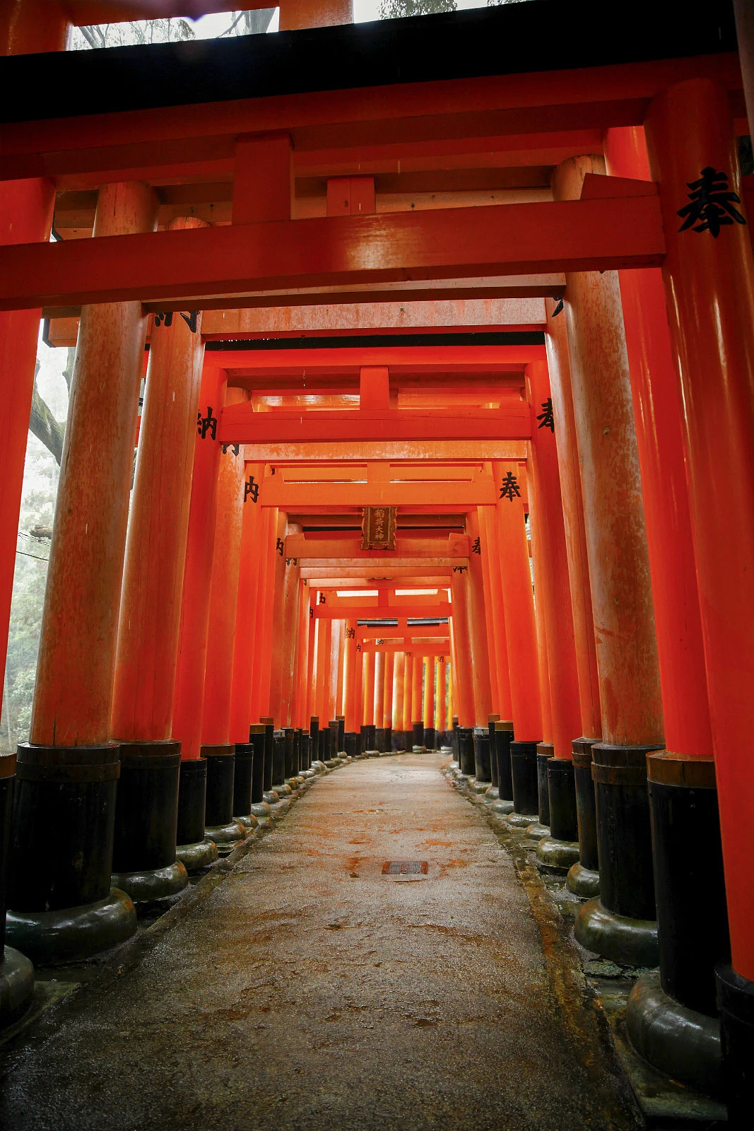 一生总要感受一次樱花时节的霓虹