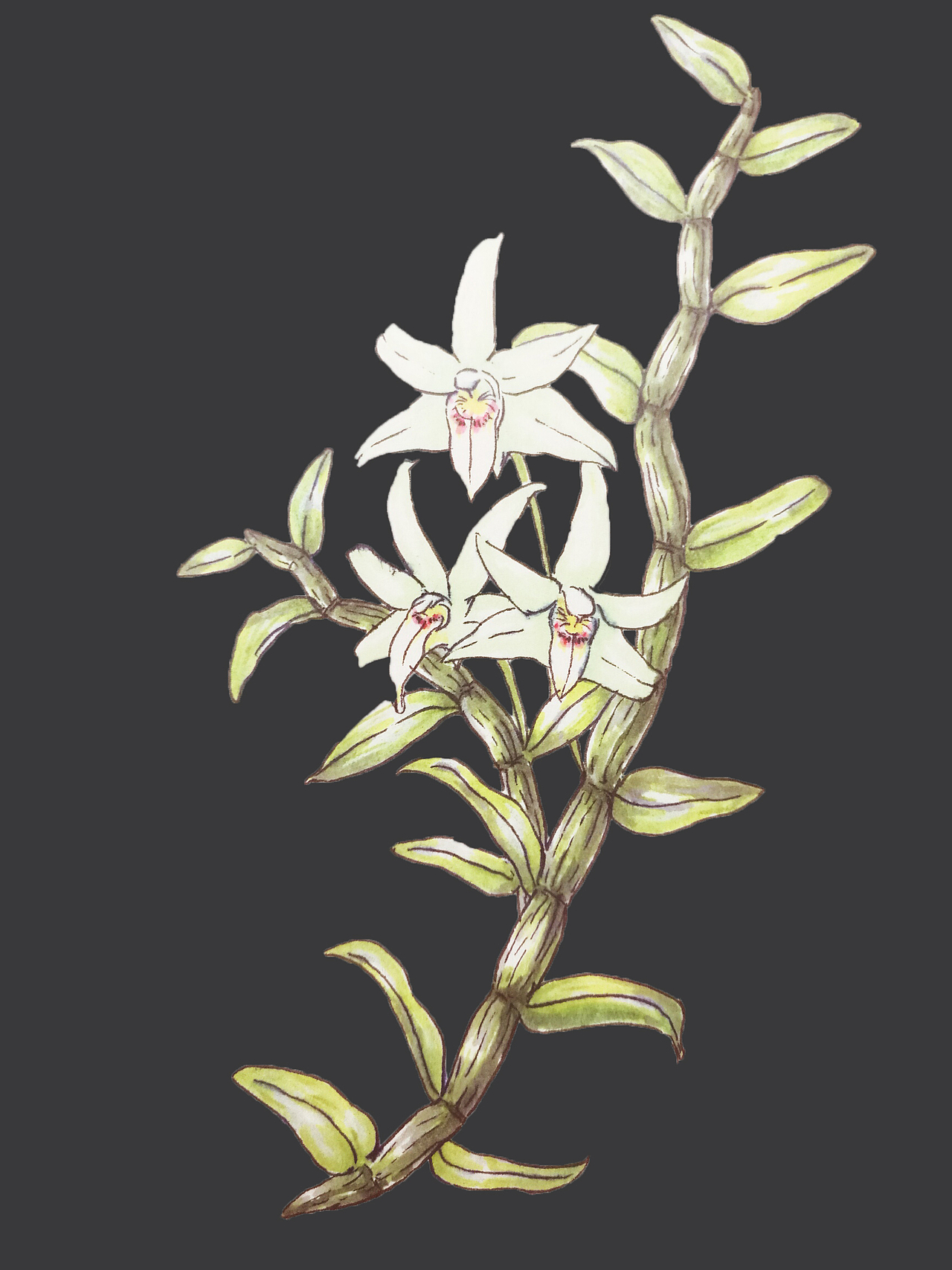 斛宝饮品易拉罐外观设计（图ZNzg1MDIzMDA=） - 包装 - 站酷设计师良儿真帥原创素材 - 站酷ZCOOL