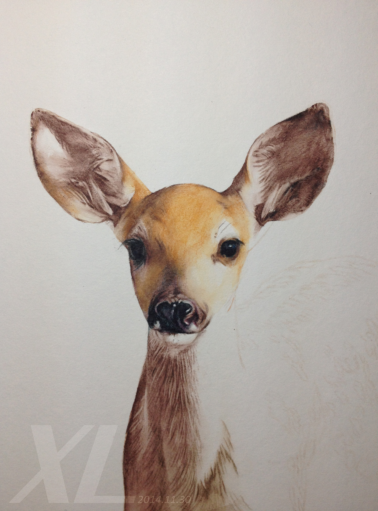 彩铅插画-《小鹿》-XL|纯艺术|绘画|祥雷 - 原创作品 - 站酷 (ZCOOL)