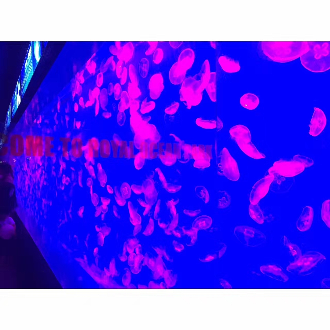 「水生物超有爱」（图ZMTAzNTQwMjQ4） - 宠物摄影 - 站酷设计师王小刁不刁原创素材 - 站酷ZCOOL