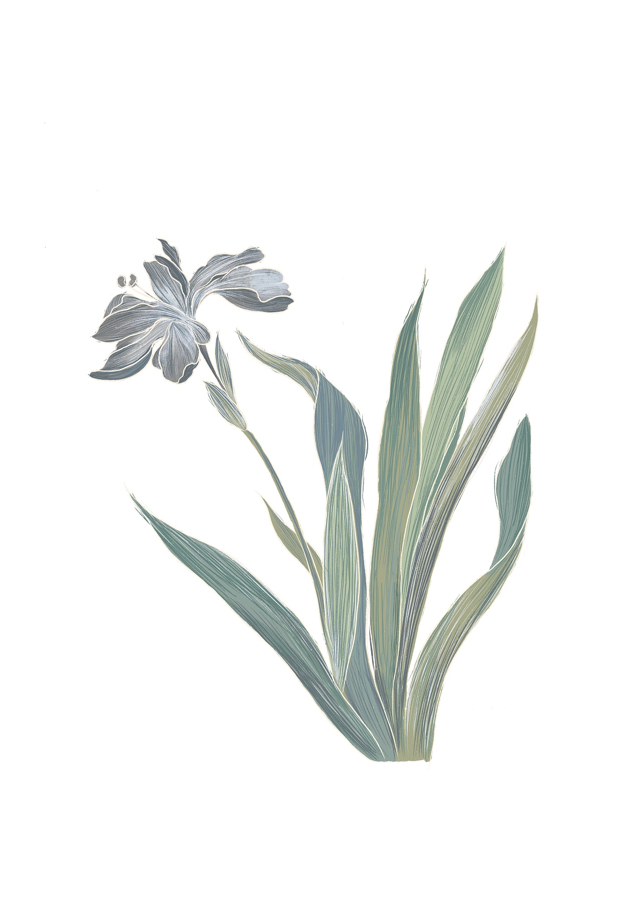 故宫植物图鉴|插画|创作习作|软趴趴叽 - 原创作品 - 站酷 (zcool)