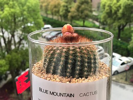 生長(zhǎng)的欲望（個(gè)人主頁(yè)-ZMzUwNjQ1OTY=） - 產(chǎn)品攝影 - 站酷設(shè)計(jì)師千與喵原創(chuàng)素材 - 站酷ZCOOL