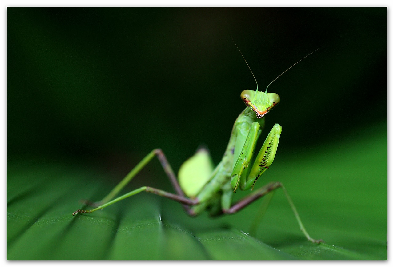 小螳螂的艺术照|摄影|风光摄影|I虫趣汇I - 原创作品 - 站酷 (ZCOOL)