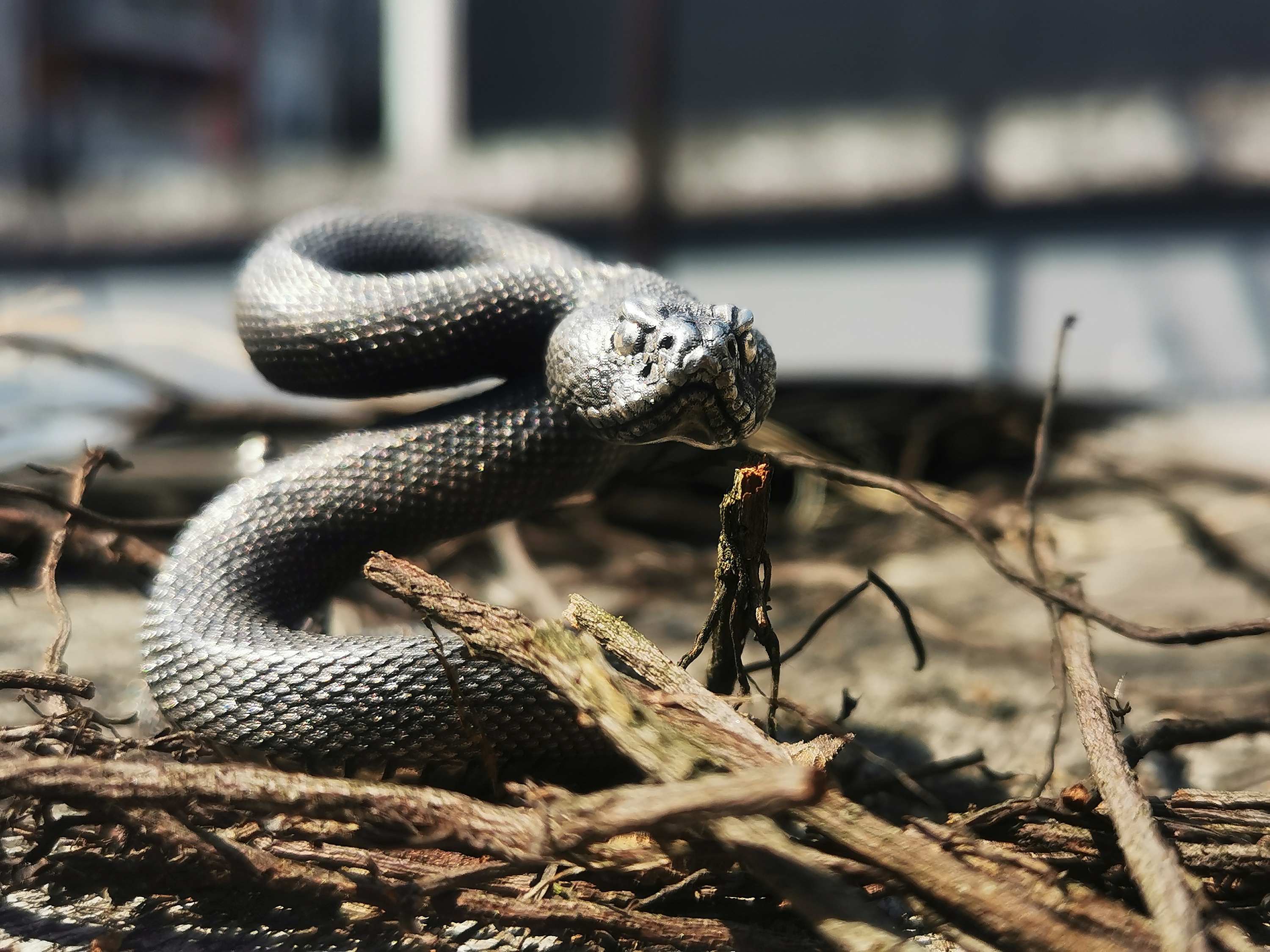 响尾蛇"不一样的香插"