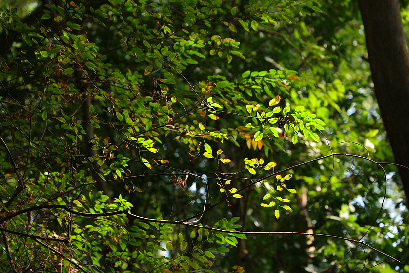 公园漫步（图ZMzU5NzEyNjMy） - 风光摄影 - 站酷设计师刘志彦原创素材 - 站酷ZCOOL