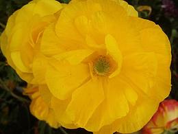 待审核视频样式优化，不需要审核通过