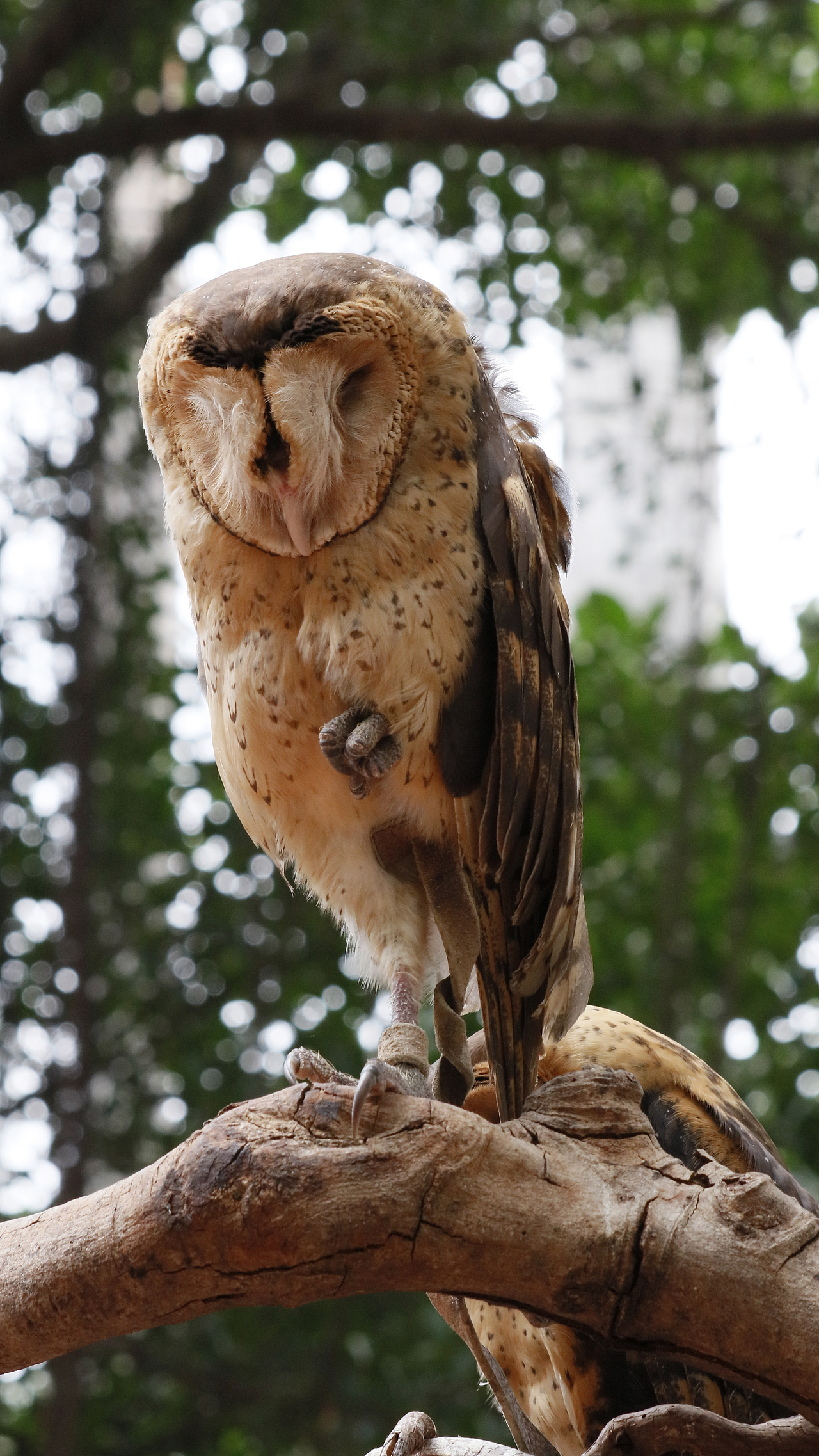 长隆飞鸟乐园-动物趣闻（图ZMjQ5NTU5NjQ4） - 其他摄影 - 站酷设计师飞天猪猫原创素材 - 站酷ZCOOL
