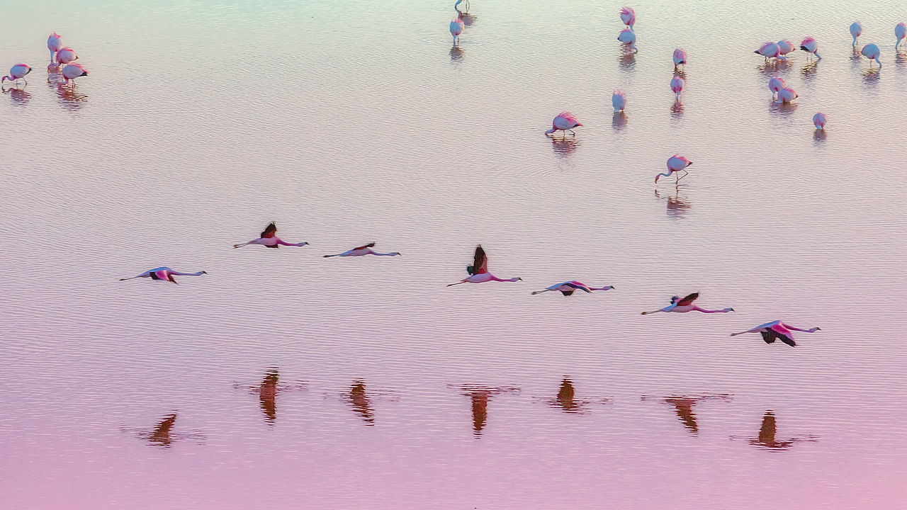 一、二个好友相约湖边静看flamingo水上芭蕾！（图ZMTIzNzAyODgw） - 风光摄影 - 站酷设计师lujb5原创素材 - 站酷ZCOOL