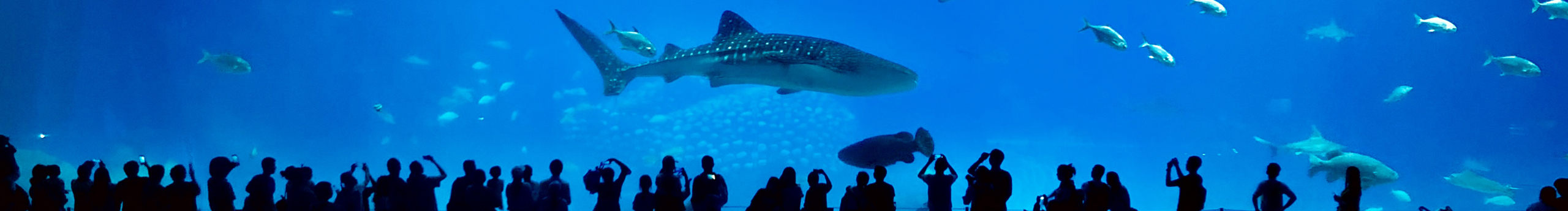 达西Ai的个人主页（封面预览） - 主页封面设置 - 站酷设计师达西Ai原创素材 - 站酷ZCOOL