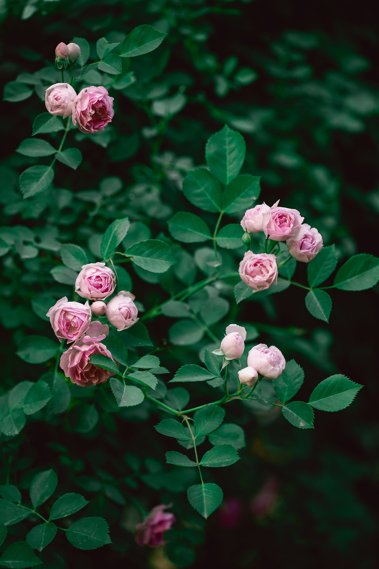 夏之花--粉蔷薇