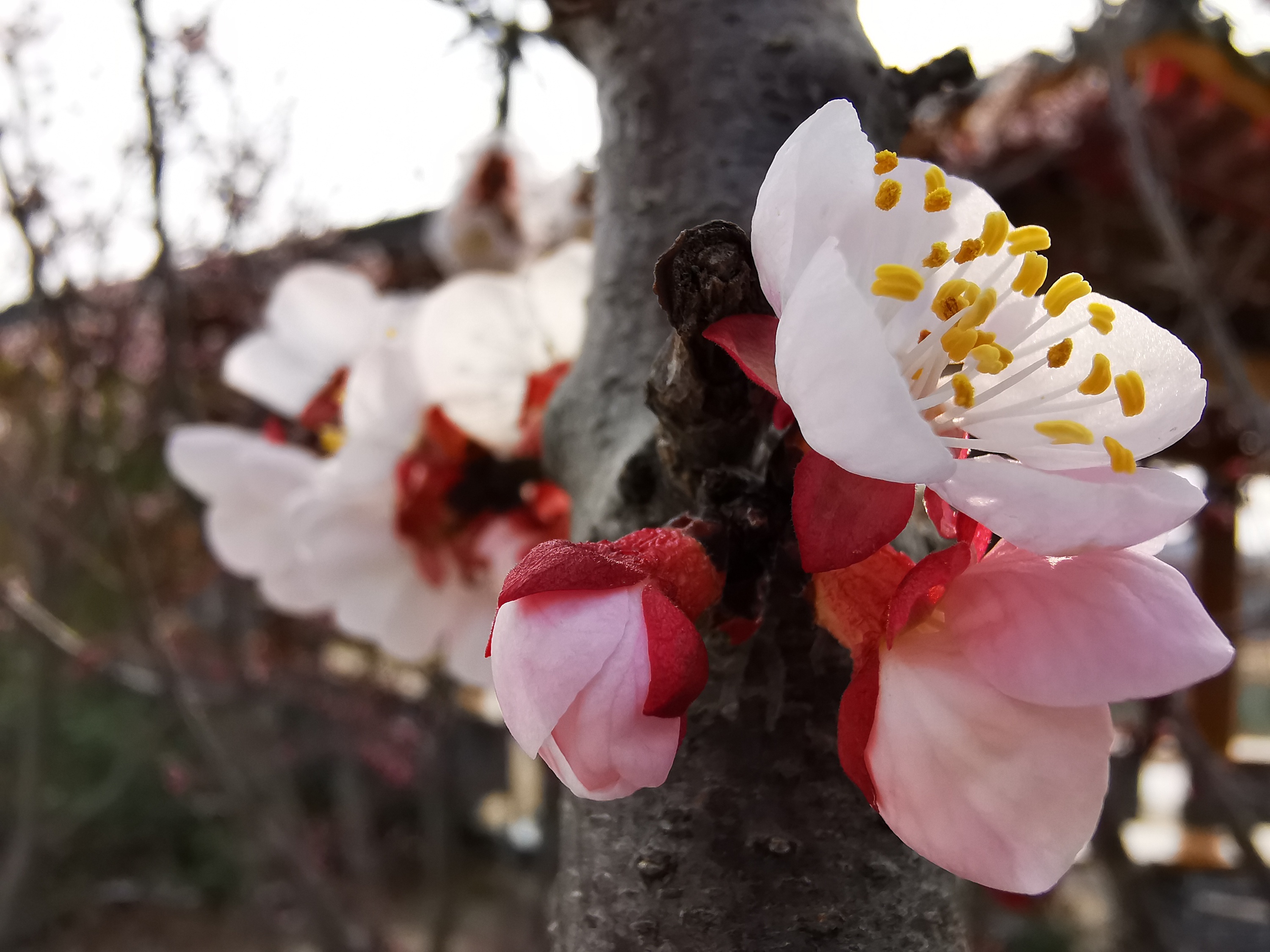 杏花图片_园林的杏花图片大全 - 花卉网