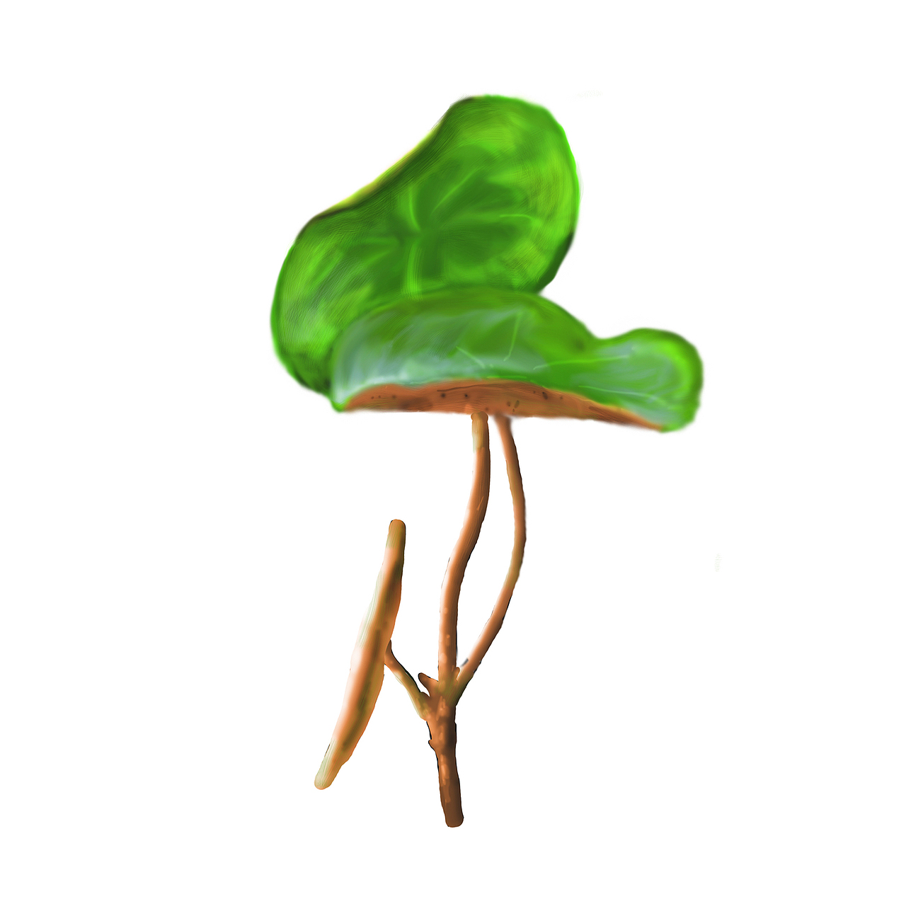 百雀羚北纬30度 中草药插画