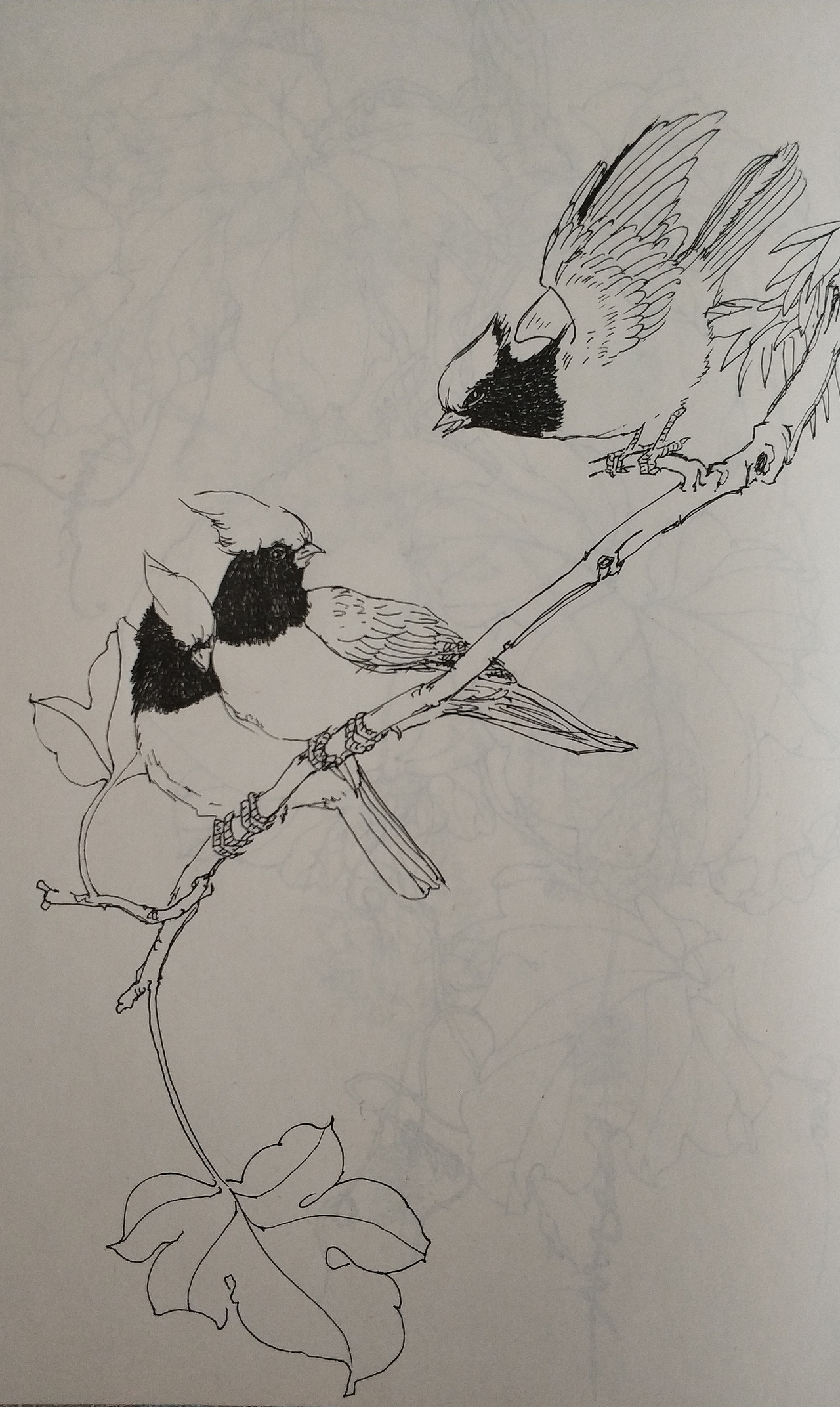 花鸟(写生)手绘小稿