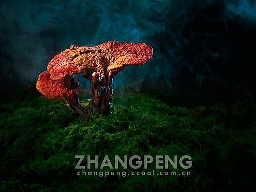 灵芝产品拍摄-摄影师张鹏