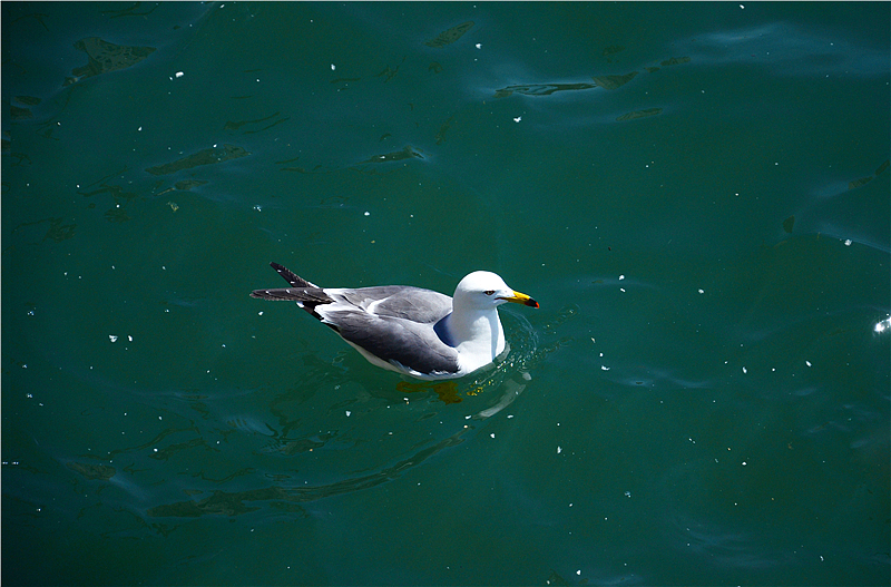 大连随手拍景（图ZMjc0MzI5Mjg=） - 风光摄影 - 站酷设计师shuaidd原创素材 - 站酷ZCOOL
