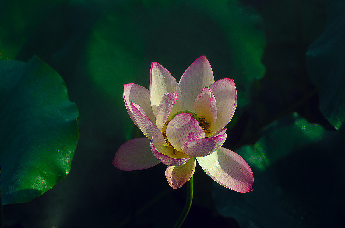 荷花奔放的季节烟雾意境荷花