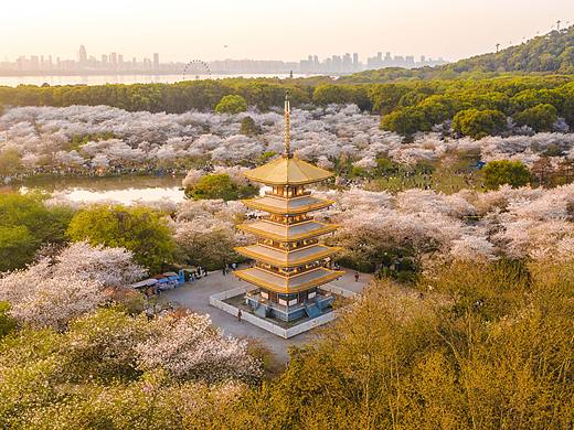 五重塔与樱